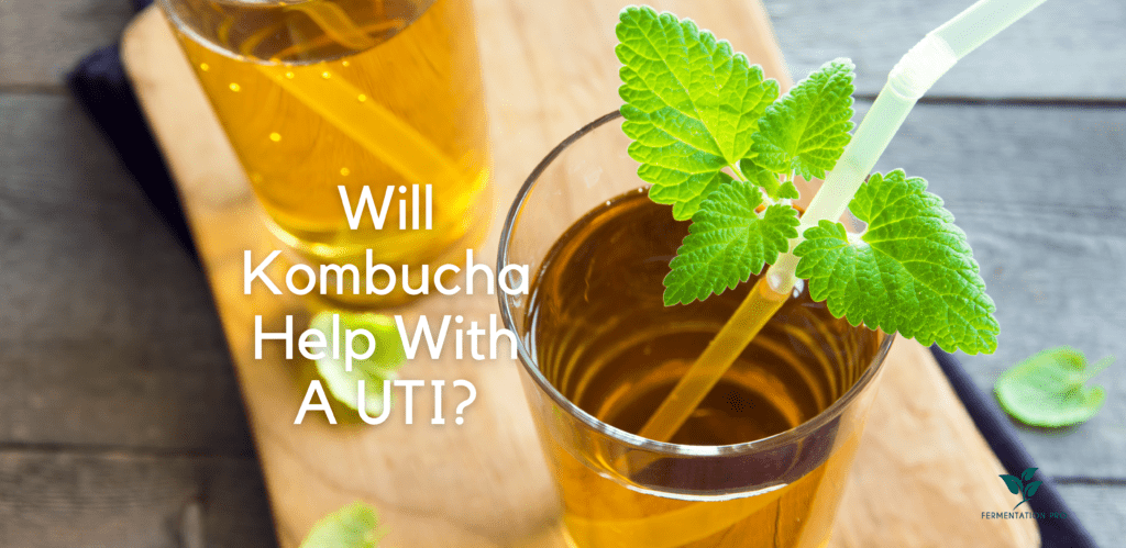 Kombucha for UTI