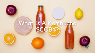 Kombucha SCOBY