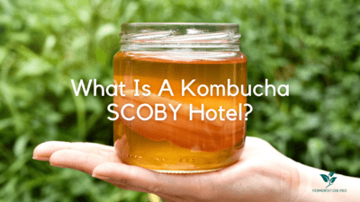 SCOBY Hotel