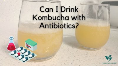 Can I Drink Kombucha with Antibiotics