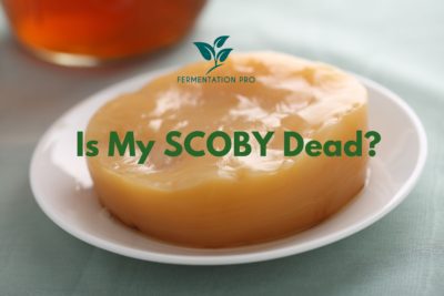 Is My SCOBY Dead?