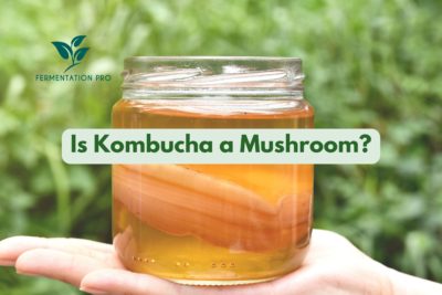 Is Kombucha a Mushroom?