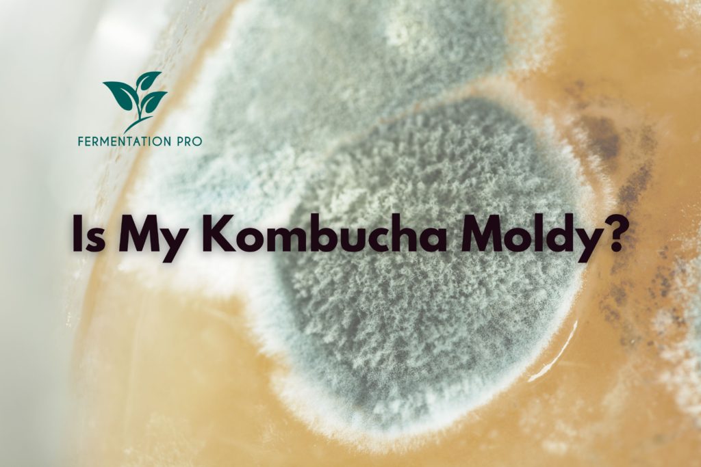 Kombucha Mold vs. Not Mold (The Ultimate Photo Guide!)