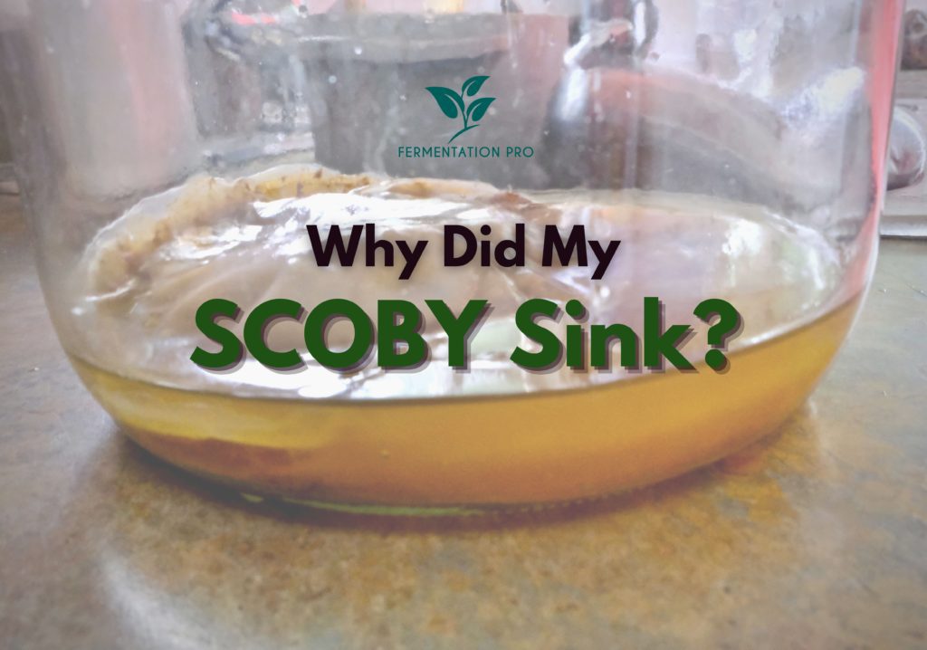 Why Did My SCOBY Sink?