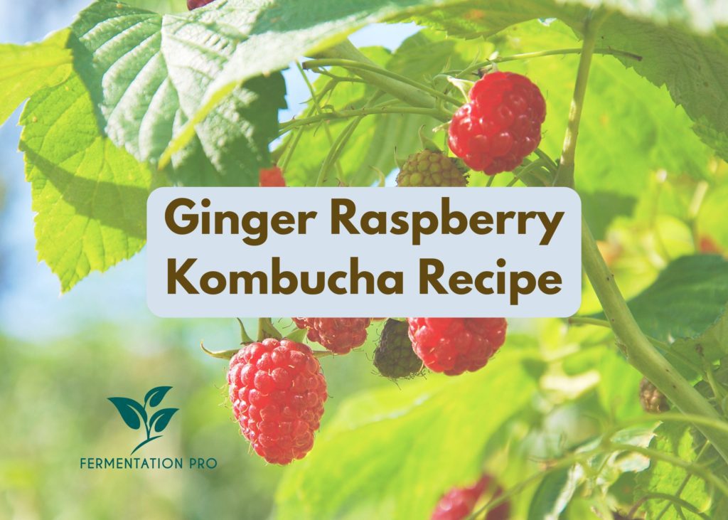 Ginger Raspberry Kombucha Recipe