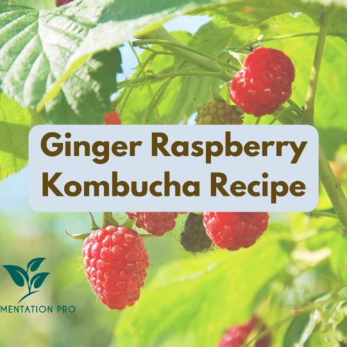 Ginger Raspberry Kombucha Recipe