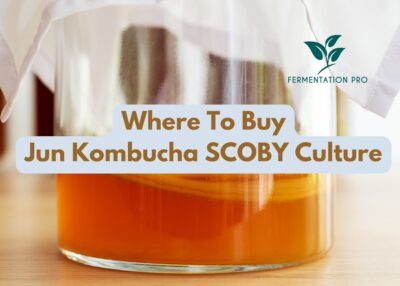 Where To Buy Jun Kombucha SCOBY Culture
