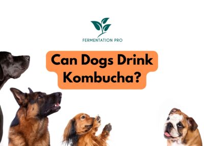 Can Dogs Drink Kombucha