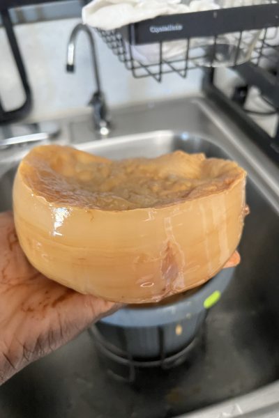 Kombucha SCOBY