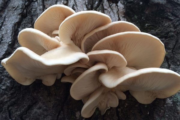 Kombucha is often mistaken as a kind of mushroom